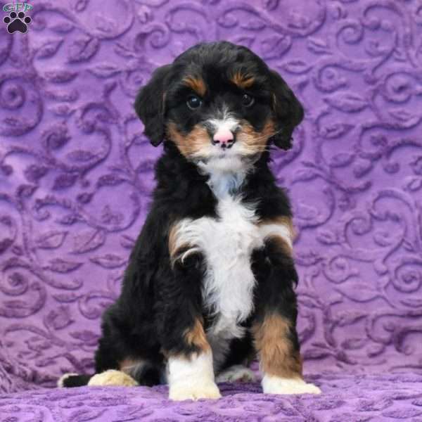 Dick, Mini Bernedoodle Puppy